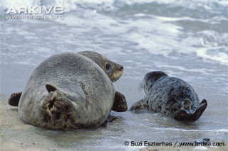 Illustration for article titled Pinnipednesday - Phoca vitulina Edition